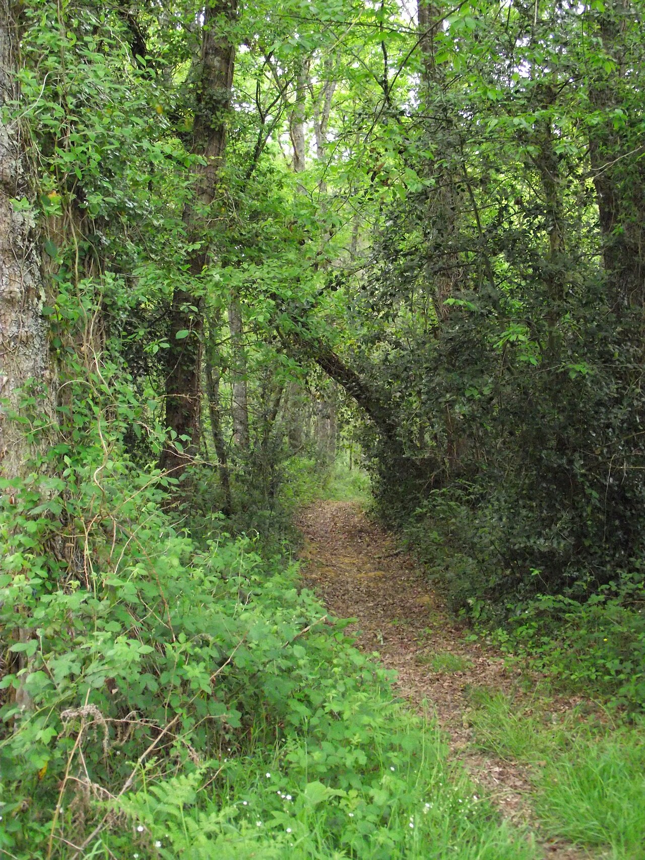 Forêt de Clarens en Hautes-Pyrénées